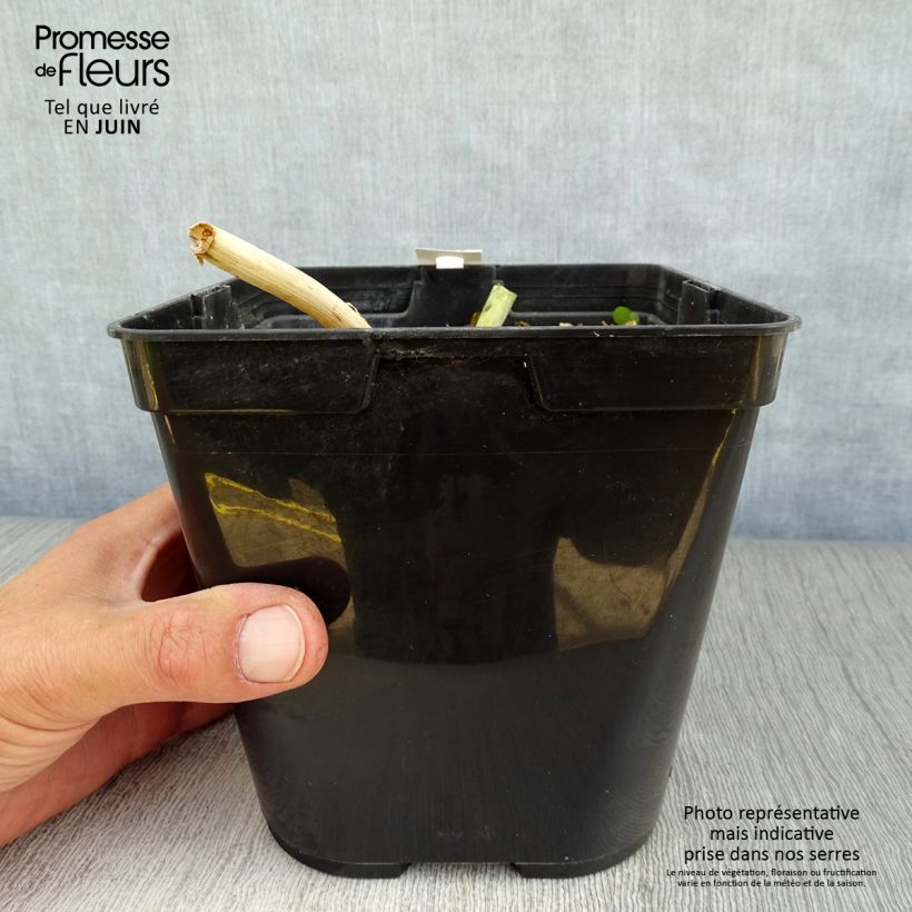 Exemplaar van Lachenalia Rupert - Kaapse hyacint Pot van 3 l/4 l zoals geleverd in de zomer