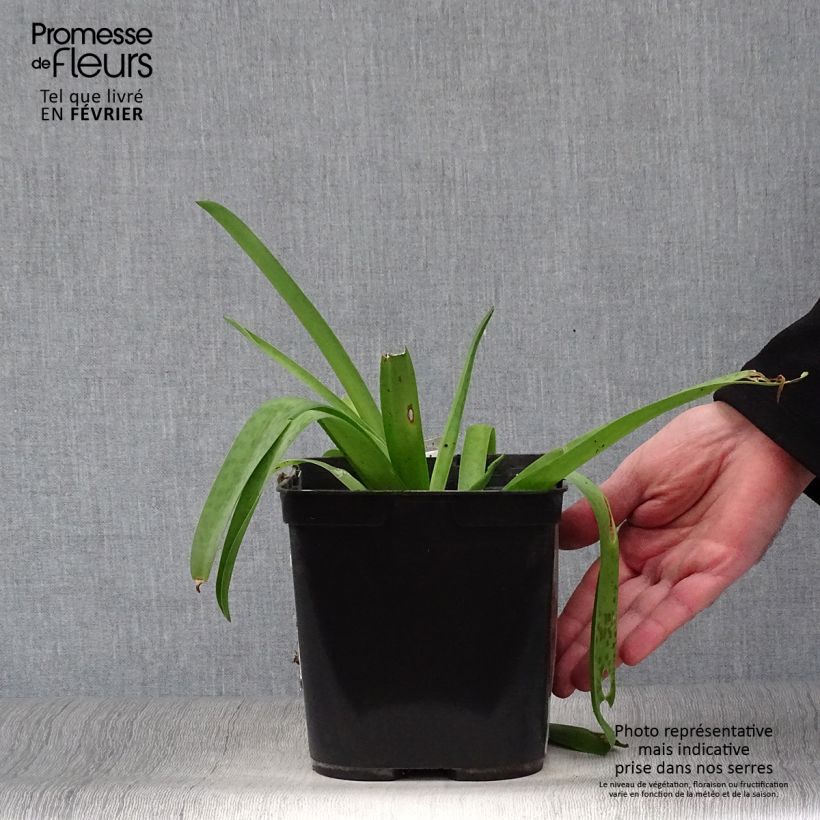 Example of Lachenalia Rupert - Coucou du Cap Pot van 3 l/4 l as you get in hiver