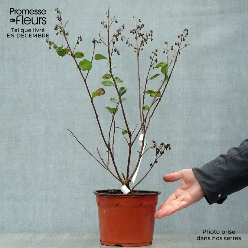 Example of Lagerstroemia Braise d'Eté - Lilas des Indes Pot van 3 l/4 l as you get in hiver