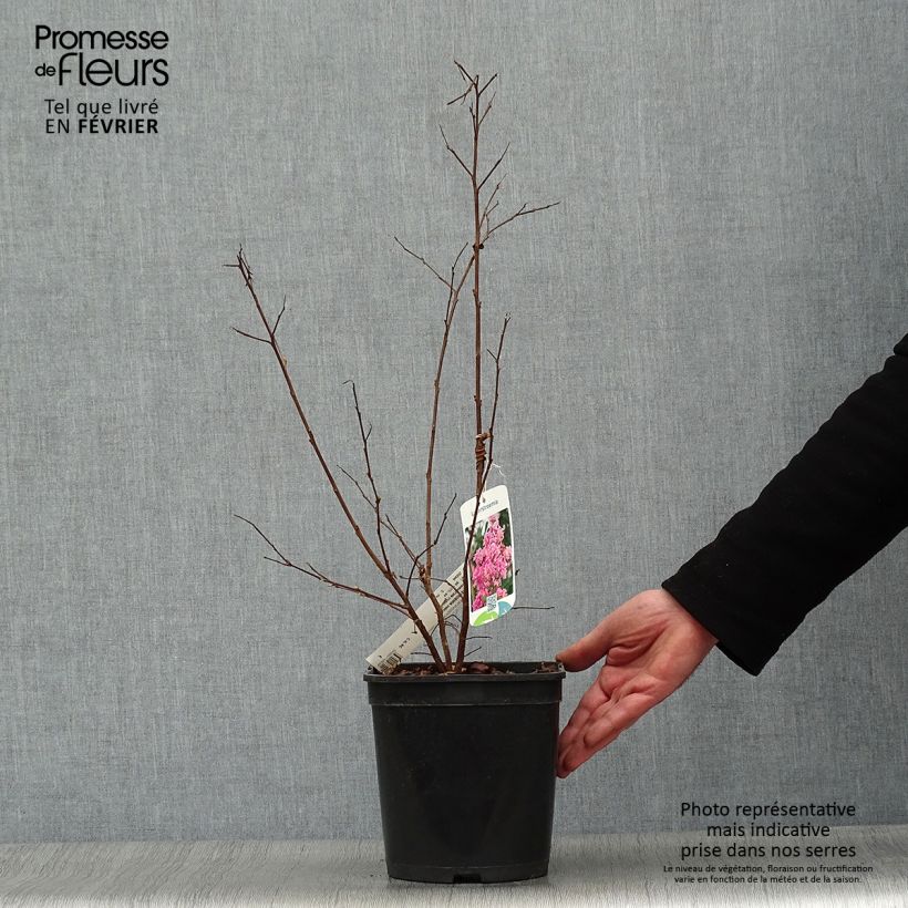 Example of Lagerstroemia Camaïeu d'Eté - Lilas des Indes Pot van 4 l/5 l as you get in hiver