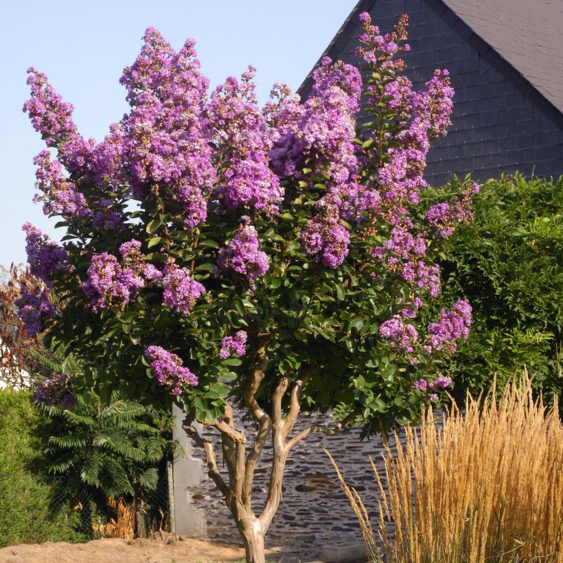 Lagerstroemia Lilac Grand Sud - Indische sering (Plant habit)