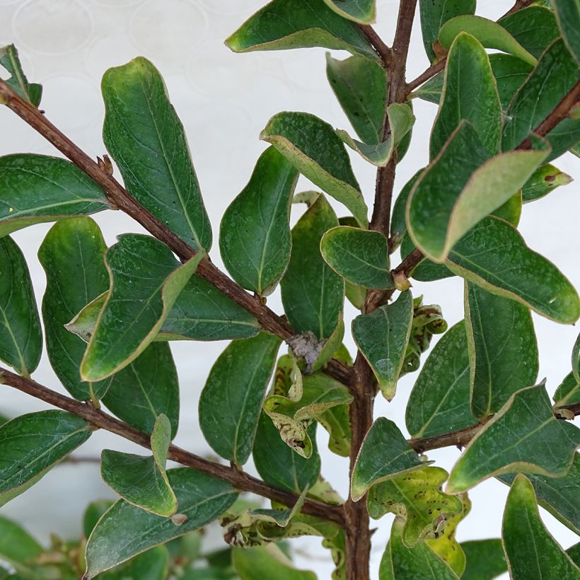 Lagerstroemia Lilac Grand Sud - Indische sering (Foliage)