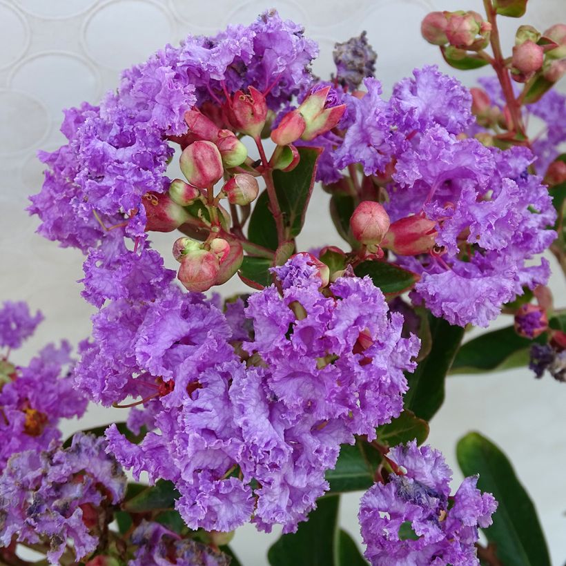 Lagerstroemia Lilac Grand Sud - Indische sering (Flowering)