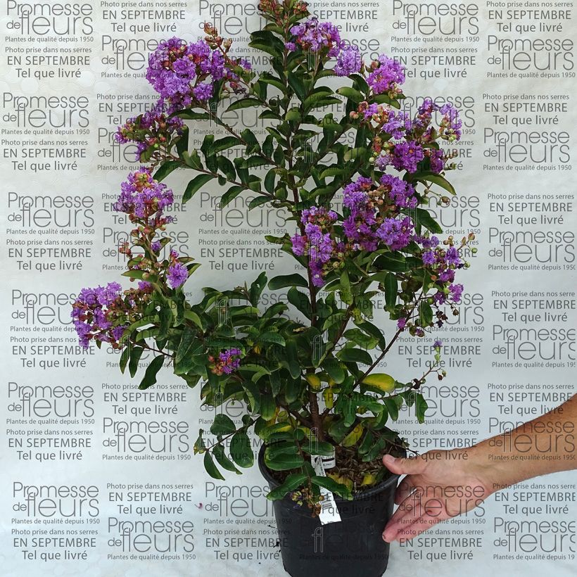 Example of Lagerstroemia Lilac Grand Sud - Lilas des Indes. Pot van 4 l/5 l as you get