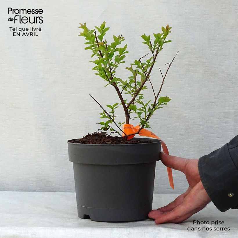 Exemplaar van Lagerstroemia indica Mardi Gras - Indische sering Pot van 3 l/4 l zoals geleverd in de lente