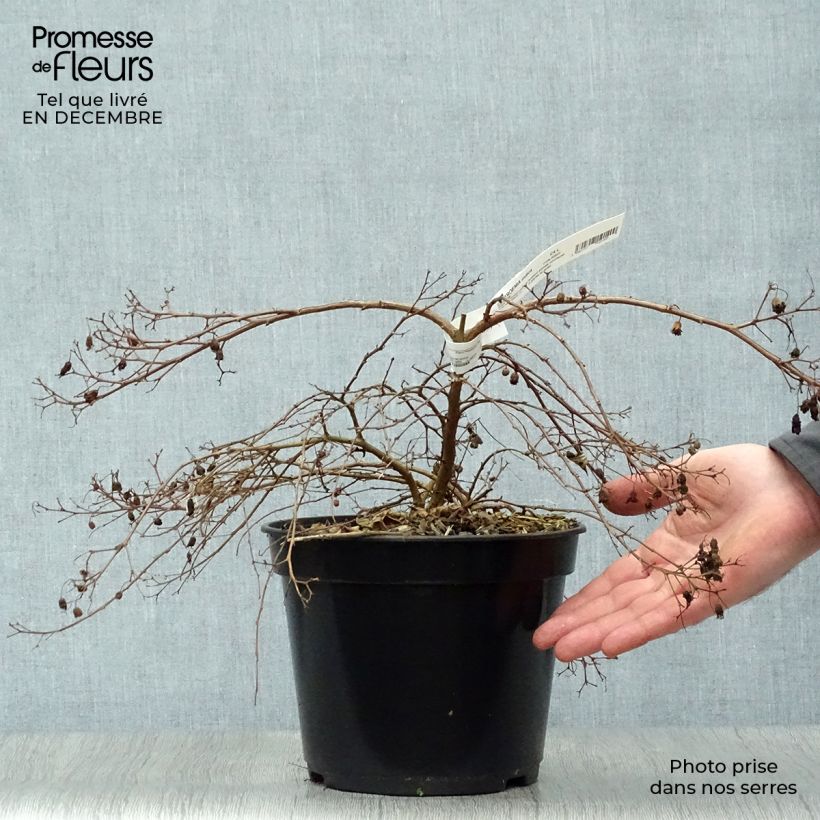 Example of Lagerstroemia Mimie Fuchsia - Lilas de indes couvre-sol Pot van 2 l/3 l as you get in hiver