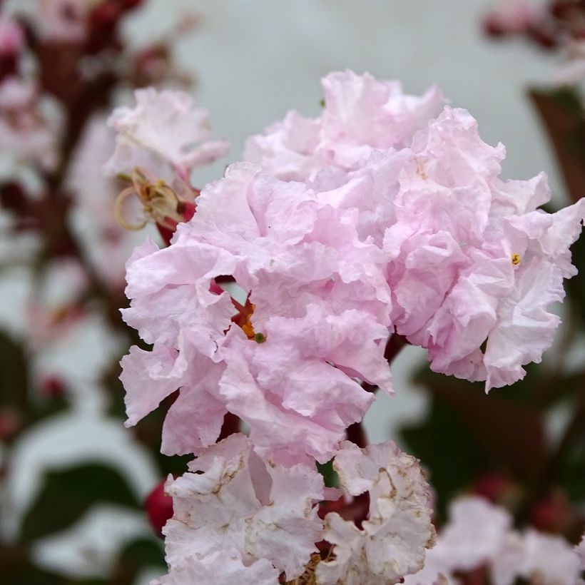 Lagerstroemia indica Neige d'Eté - Indische sering (Flowering)