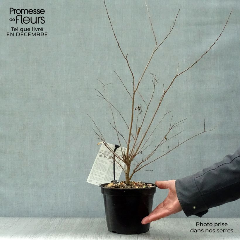 Example of Lagerstroemia Neige d'Eté - Lilas des Indes Pot van 3 l/4 l as you get in hiver