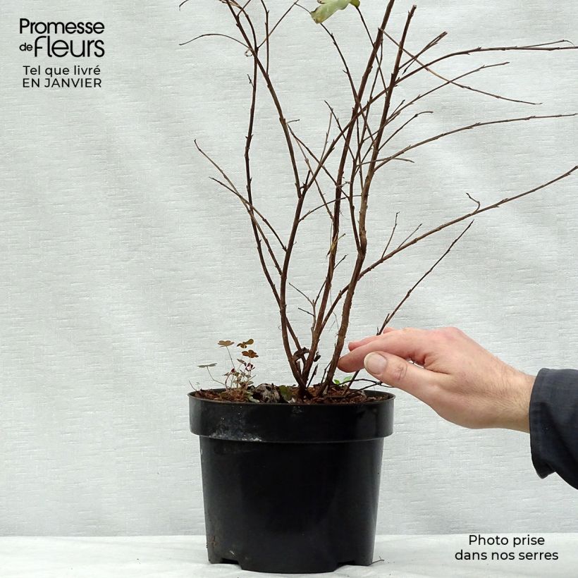 Example of Lagerstroemia indica Rhapsody in PINK - Lilas des Indes Pot van 3 l/4 l as you get in hiver