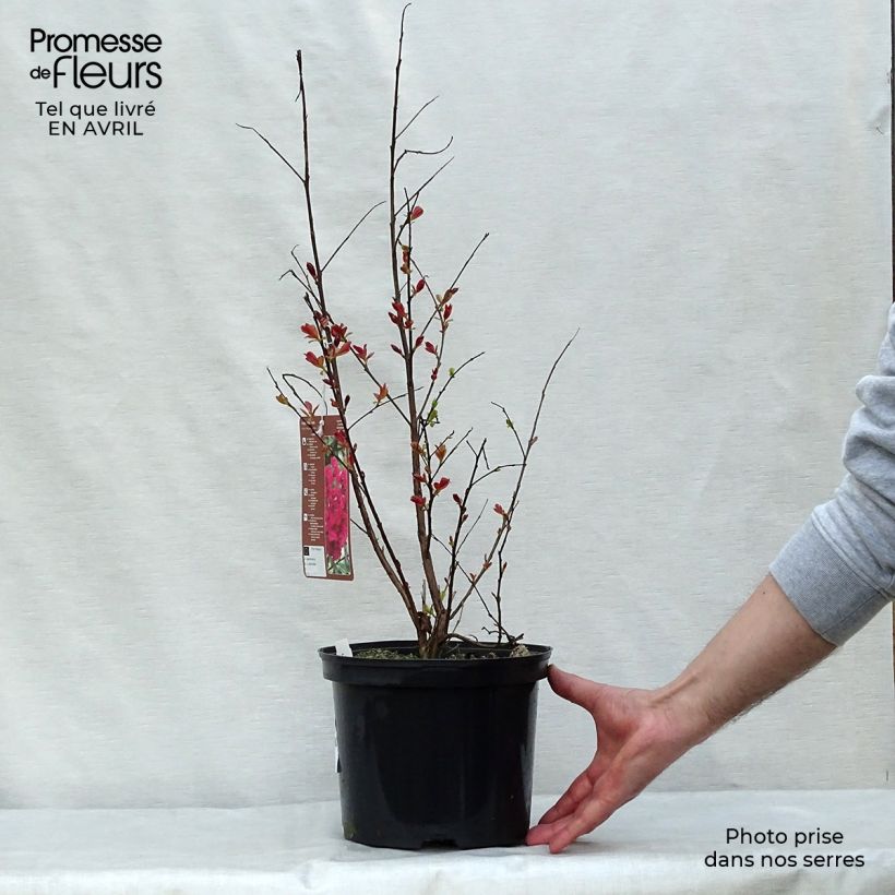 Exemplaar van Lagerstroemia indica Rhapsody in Pink - Indische sering Pot van 3 l/4 l, Struik zoals geleverd in de lente