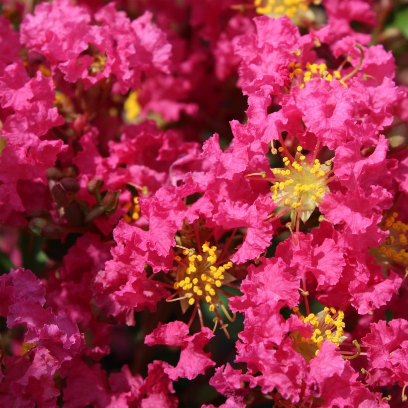 Lagerstroemia indica Bergerac - Indische sering (Flowering)