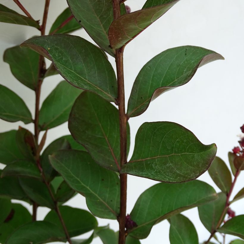 Lagerstroemia indica Berlingot Menthe - Indische sering (Foliage)