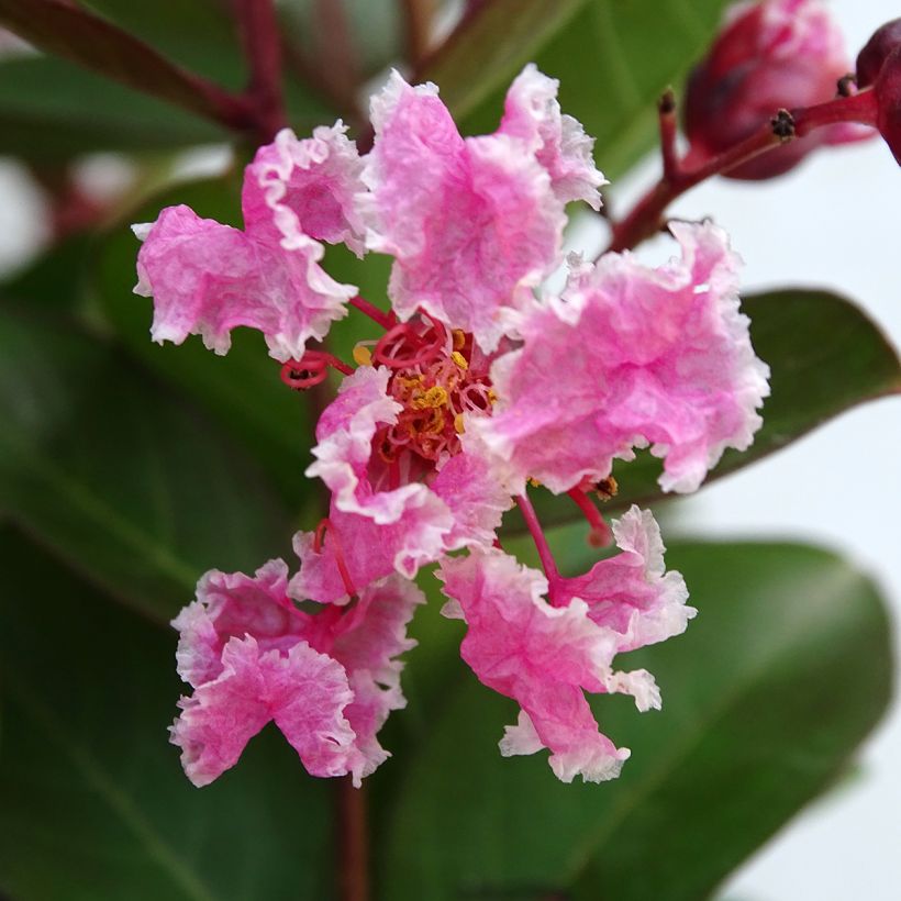 Lagerstroemia indica Berlingot Menthe - Indische sering (Flowering)