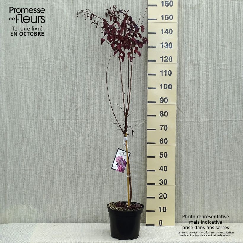 Exemplaar van Lagerstroemia indica Black Diamond Lavender Lace - Indische sering Pot van 7,5 l/10 l zoals geleverd in de herfst
