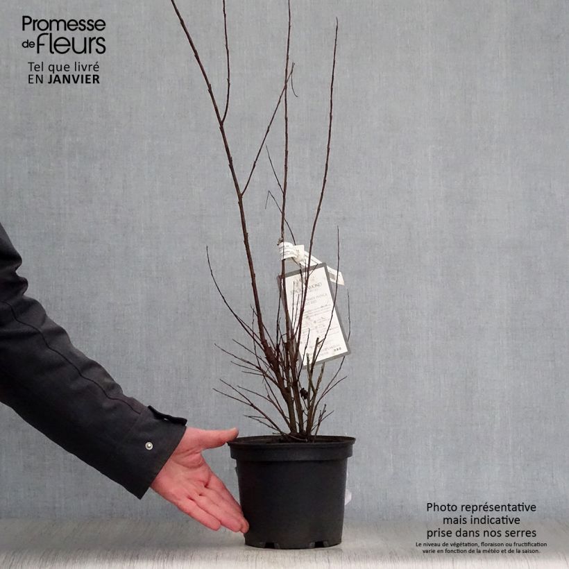 Example of Lagerstroemia indica Black Diamond Lavender Lace - Indische sering Pot van 7,5 l/10 l as you get in hiver