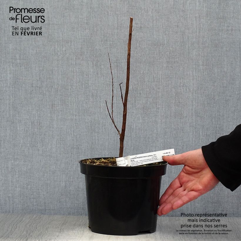 Example of Lagerstroemia indica Black Solitaire® (Black Diamond) Blush - Lilas des Indes Pot van 3 l/4 l as you get in hiver