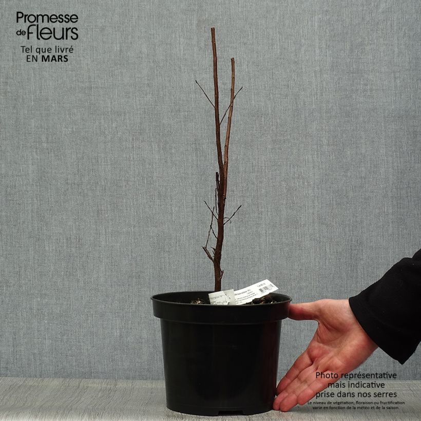 Exemplaar van Lagerstroemia indica Black Solitaire Blush - Indische sering Pot van 3 l/4 l zoals geleverd in de lente