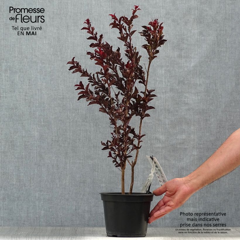 Exemplaar van Lagerstroemia indica Black Solitaire Purely Purple - Indische sering Pot van 3 l/4 l, Struik zoals geleverd in de lente