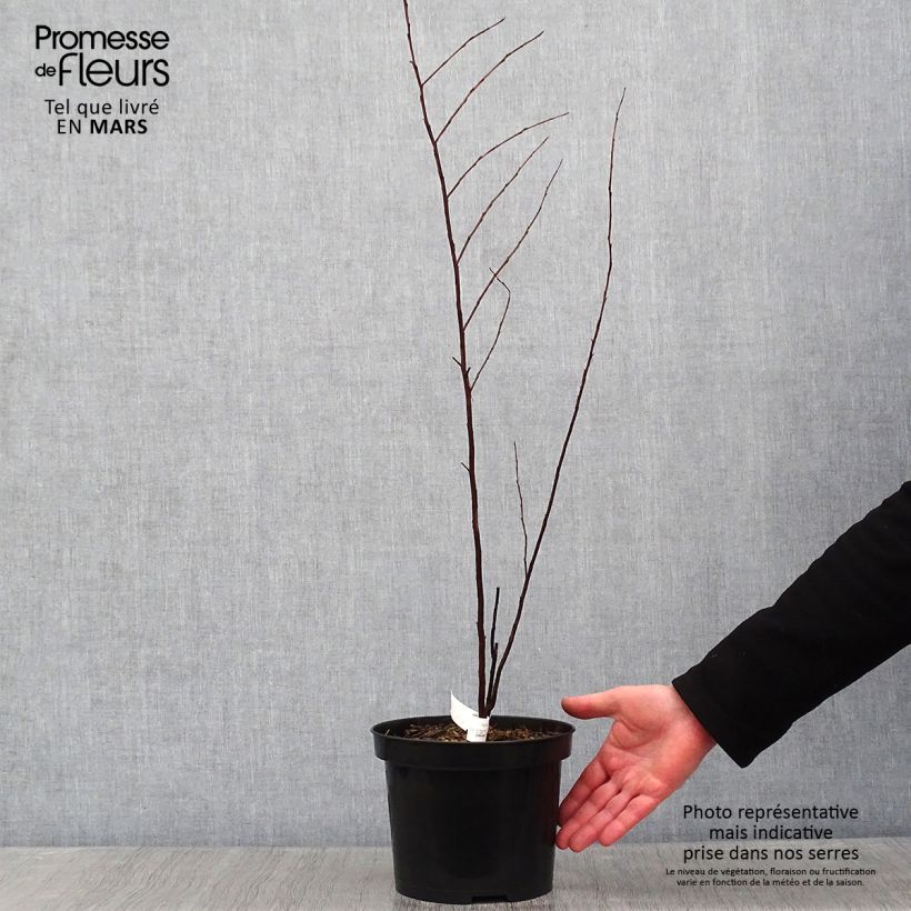 Example of Lagerstroemia indica Black Solitaire Purely Purple - Indische sering Pot van 3 l/4 l as you get in hiver