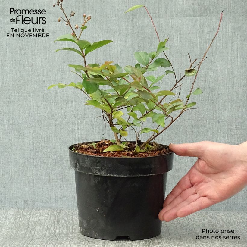 Exemplaar van Lagerstroemia indica Coral Magic - Indische sering Pot van 2 l/3 l zoals geleverd in de herfst