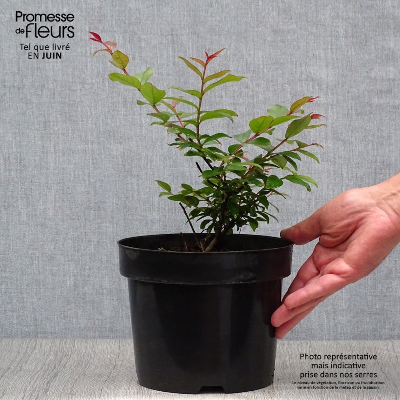 Exemplaar van Lagerstroemia indica Coral Magic - Indische sering Pot van 2 l/3 l zoals geleverd in de zomer