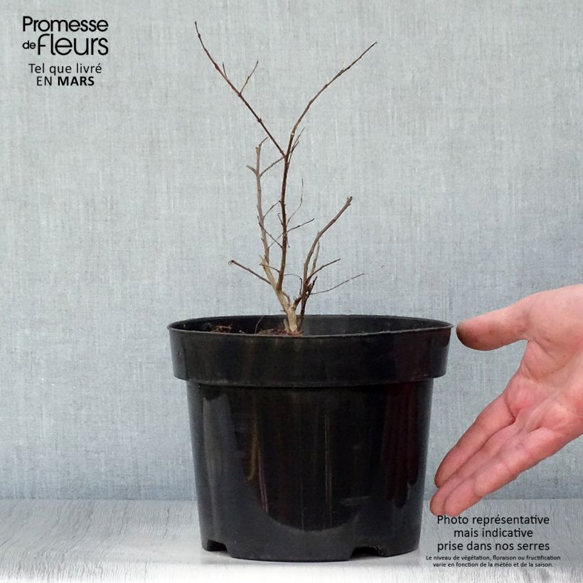 Exemplaar van Lagerstroemia indica Coral Magic - Indische sering Pot van 2 l/3 l zoals geleverd in de lente