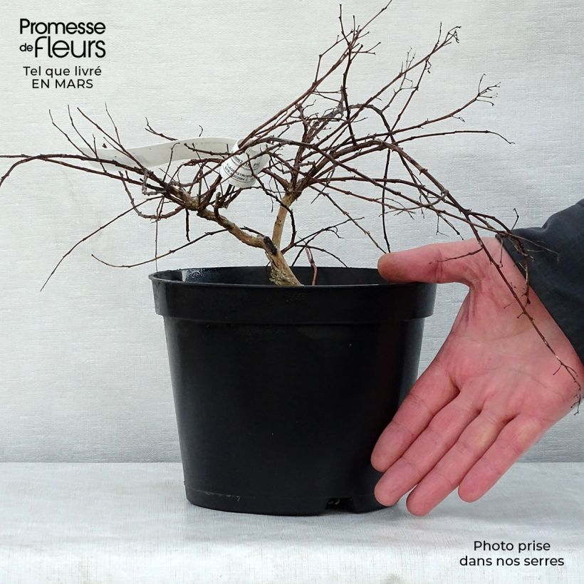 Example of Lagerstroemia indica Cordon bleu - Lilas des Indes bleu lavande Pot van 3 l/4 l as you get in printemps