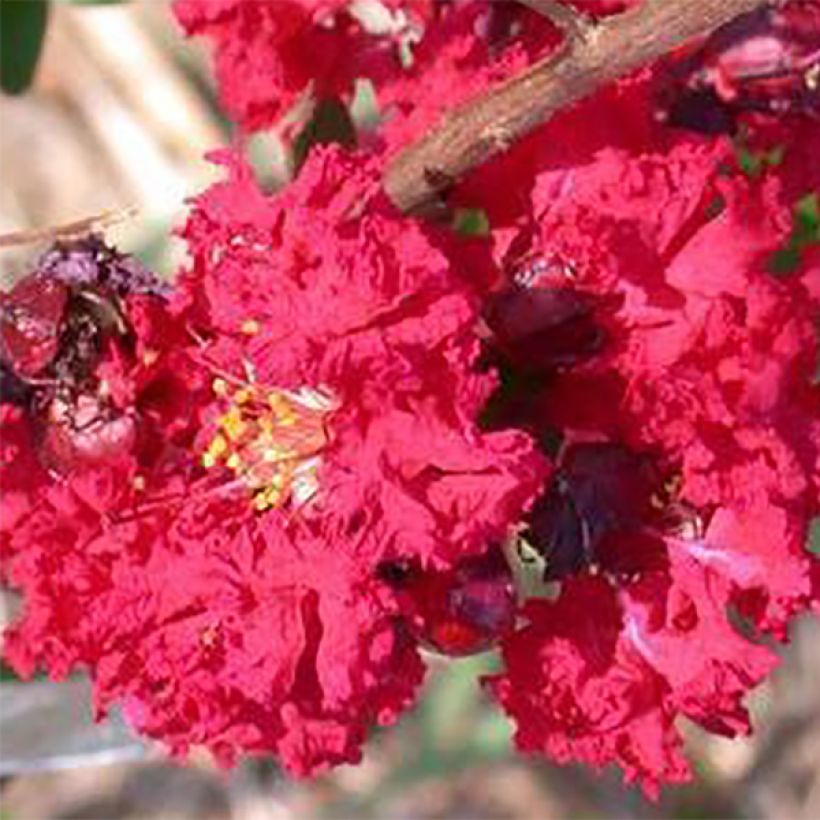 Lagerstroemia indica Dynamite - Indische sering (Flowering)
