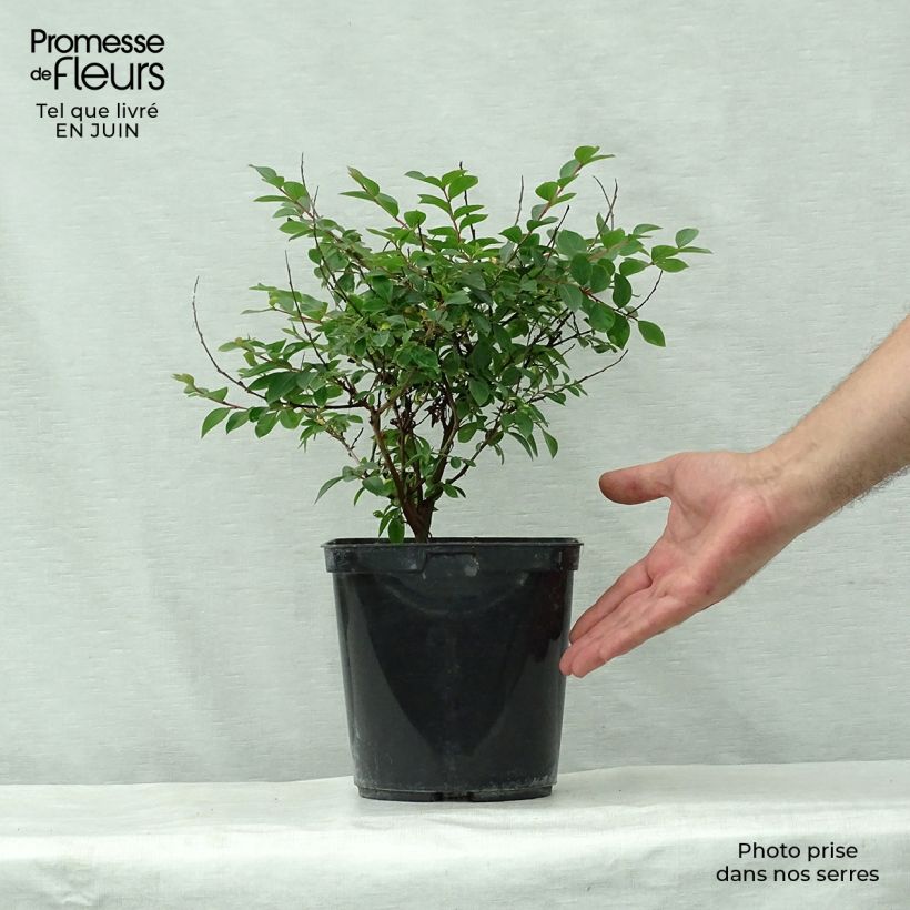 Exemplaar van Lagerstroemia indica Fuchsia d'Eté - Indische sering Pot van 4 l/5 l, Struik zoals geleverd in de zomer