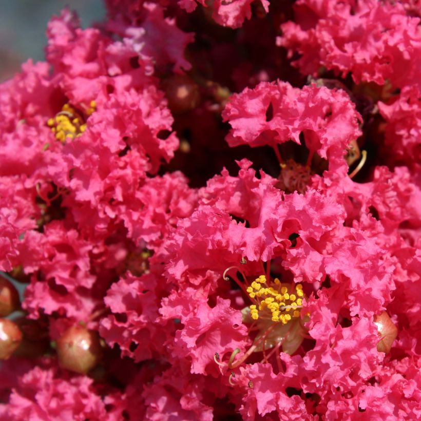 Lagerstroemia indica Grand Cru - Indische sering (Flowering)