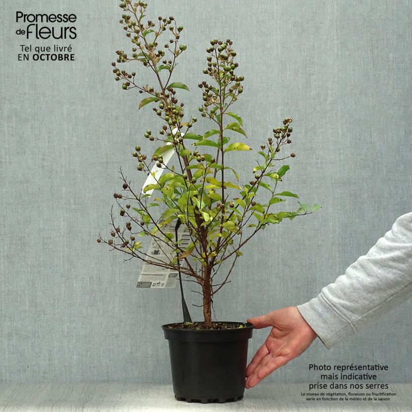 Exemplaar van Lagerstroemia indica Grand Cru - Indische sering Pot van 3 l/4 l zoals geleverd in de herfst