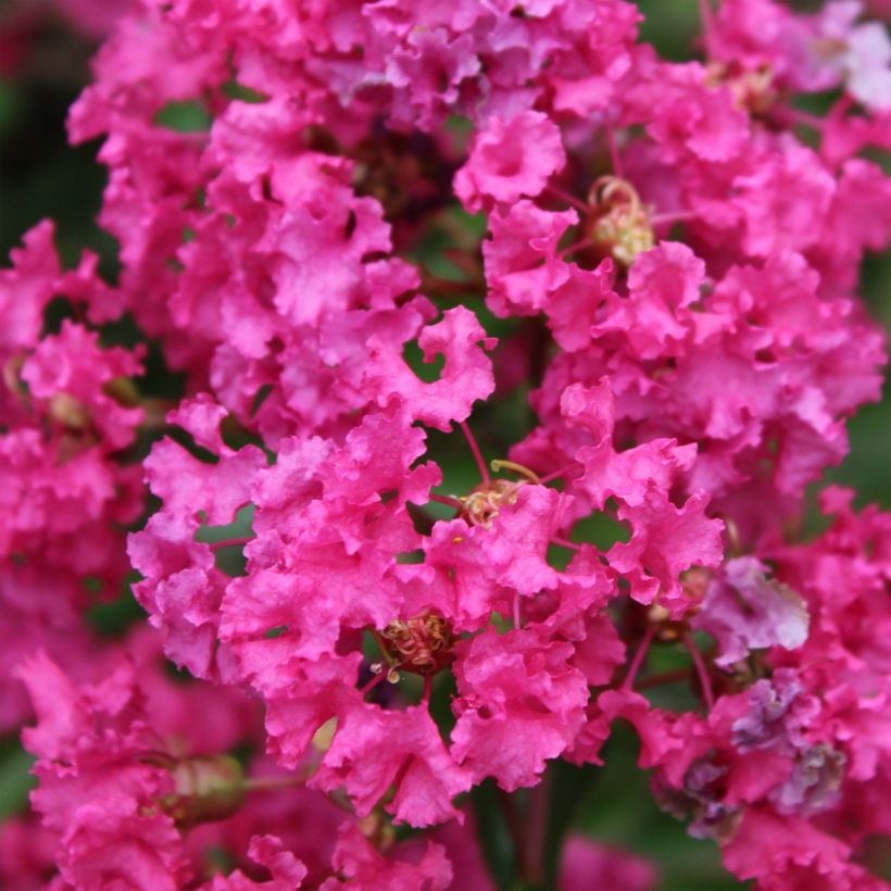 Lagerstroemia indica Houston - Indische sering (Flowering)