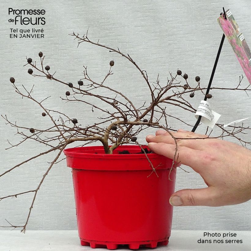 Example of Lagerstroemia indica Houston - Lilas des Indes Pot van 3 l/4 l as you get in hiver