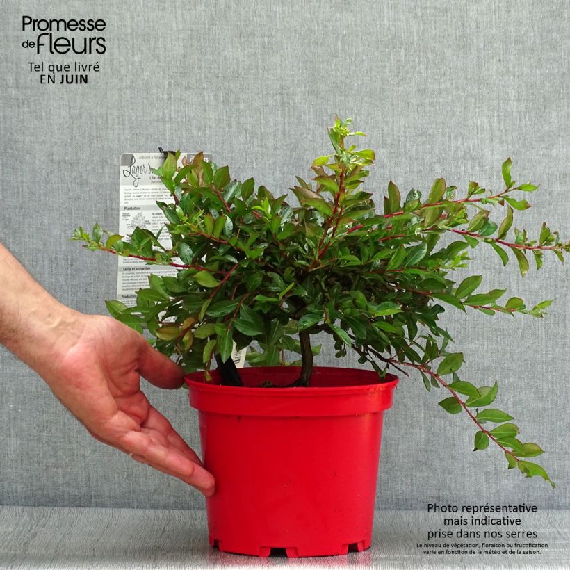 Exemplaar van Lagerstroemia indica Houston - Indische sering Pot van 3 l/4 l zoals geleverd in de zomer
