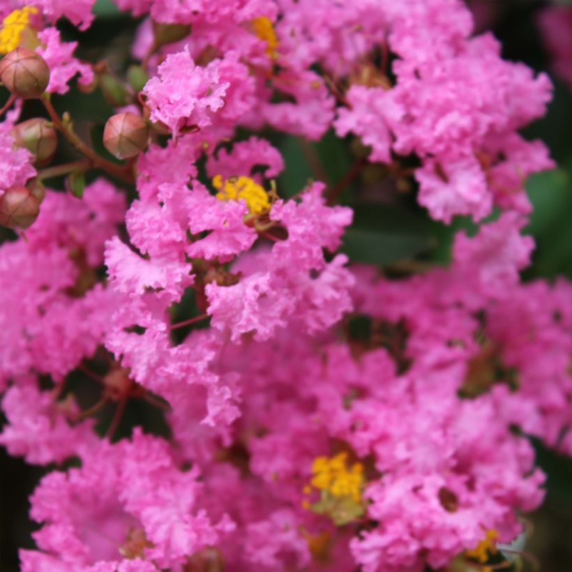 Lagerstroemia indica Jacqueline Desmartis - Indische sering (Flowering)