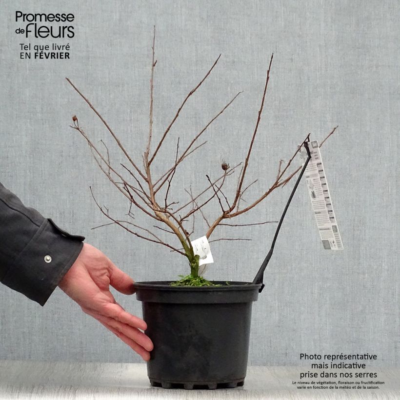 Example of Lagerstroemia indica Jacqueline Desmartis - Lilas des Indes Pot van 3 l/4 l as you get in hiver