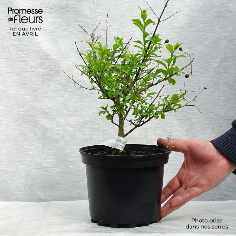 Exemplaar van Lagerstroemia indica Jeanne Desmartis - Indische sering Pot van 3 l/4 l zoals geleverd in de lente