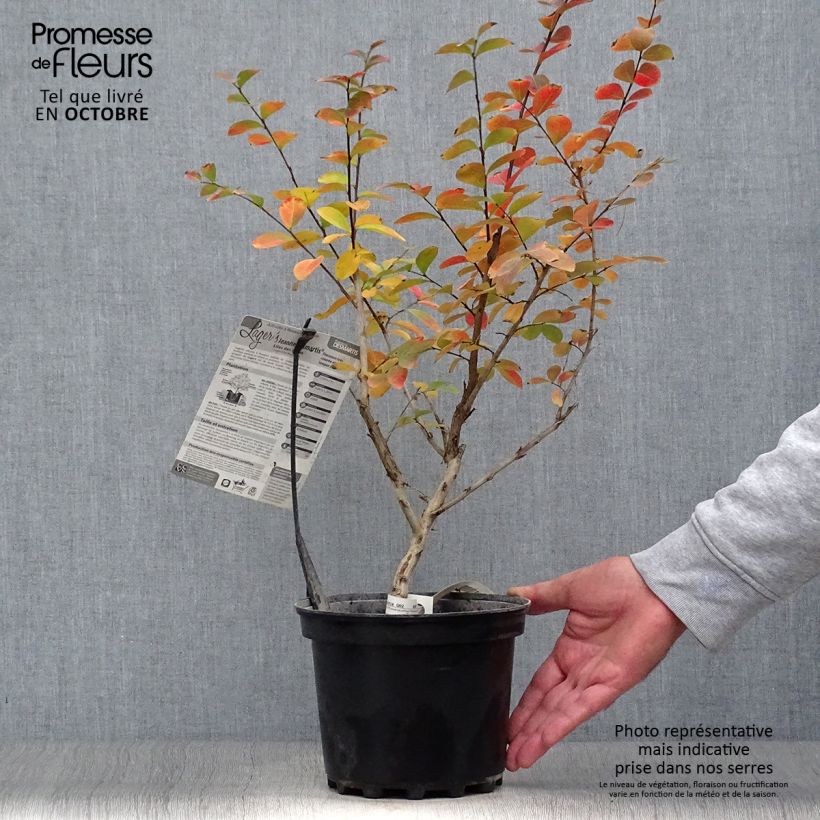 Exemplaar van Lagerstroemia indica Jeanne Desmartis - Indische sering Pot van 3 l/4 l zoals geleverd in de herfst