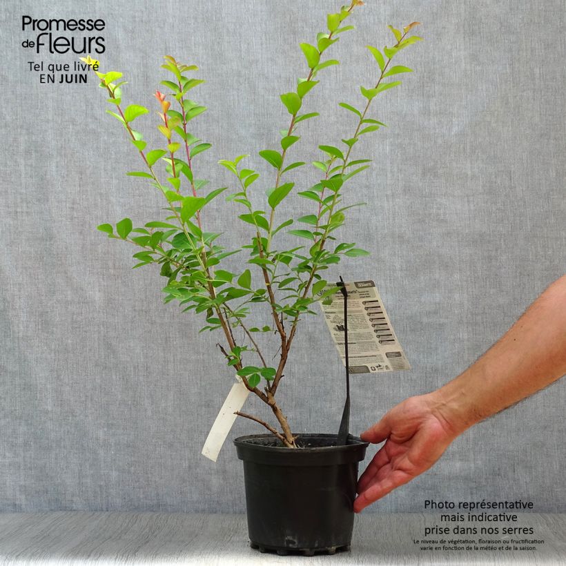 Exemplaar van Lagerstroemia indica Jeanne Desmartis - Indische sering Pot van 3 l/4 l zoals geleverd in de zomer