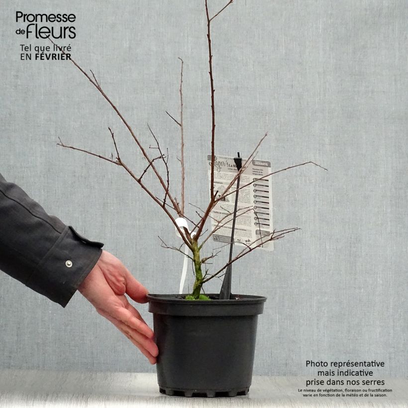 Example of Lagerstroemia indica La Mousson - Lilas des Indes Pot van 3 l/4 l as you get in hiver