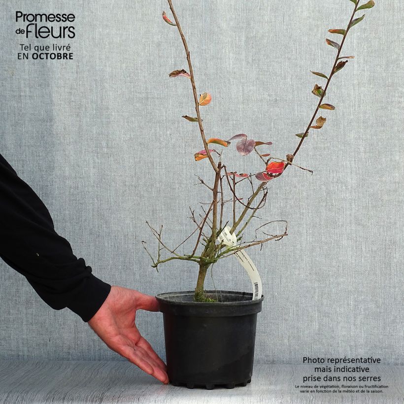 Exemplaar van Lagerstroemia indica La Mousson - Indische sering Pot van 3 l/4 l zoals geleverd in de herfst