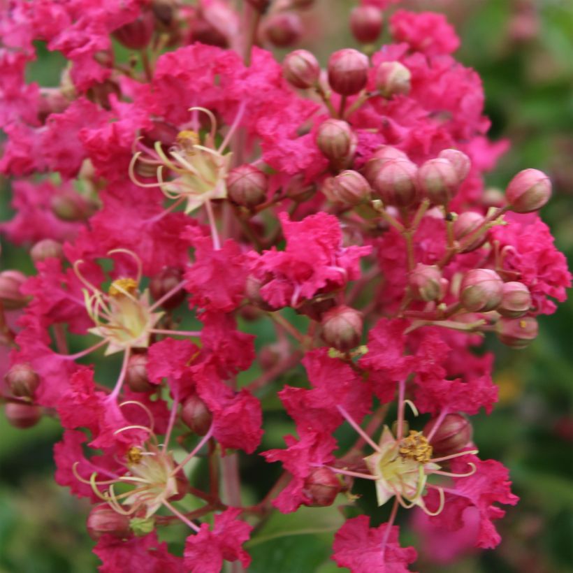 Lagerstroemia indica Margaux - Indische sering (Flowering)