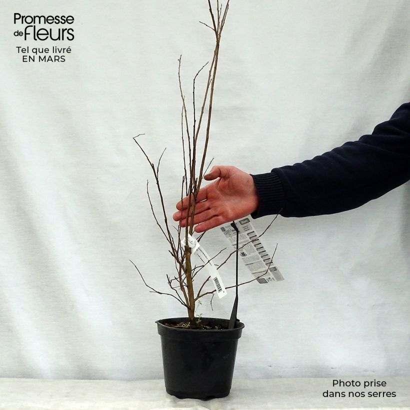 Exemplaar van Lagerstroemia indica Margaux - Indische sering Pot van 3 l/4 l zoals geleverd in de lente