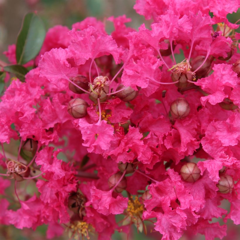 Lagerstroemia indica Mon Panache - Indische sering (Flowering)