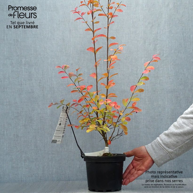 Exemplaar van Lagerstroemia indica Monbazillac - Indische sering Pot van 3 l/4 l, Struik zoals geleverd in de herfst