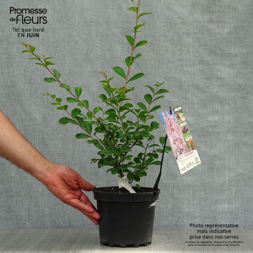 Exemplaar van Lagerstroemia indica Monbazillac - Indische sering Pot van 3 l/4 l, Struik zoals geleverd in de zomer