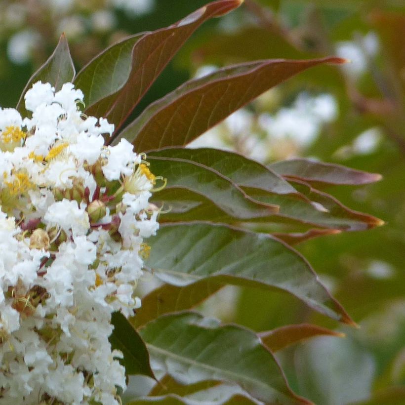 Lagerstroemia indica Nivea - Indische sering (Foliage)