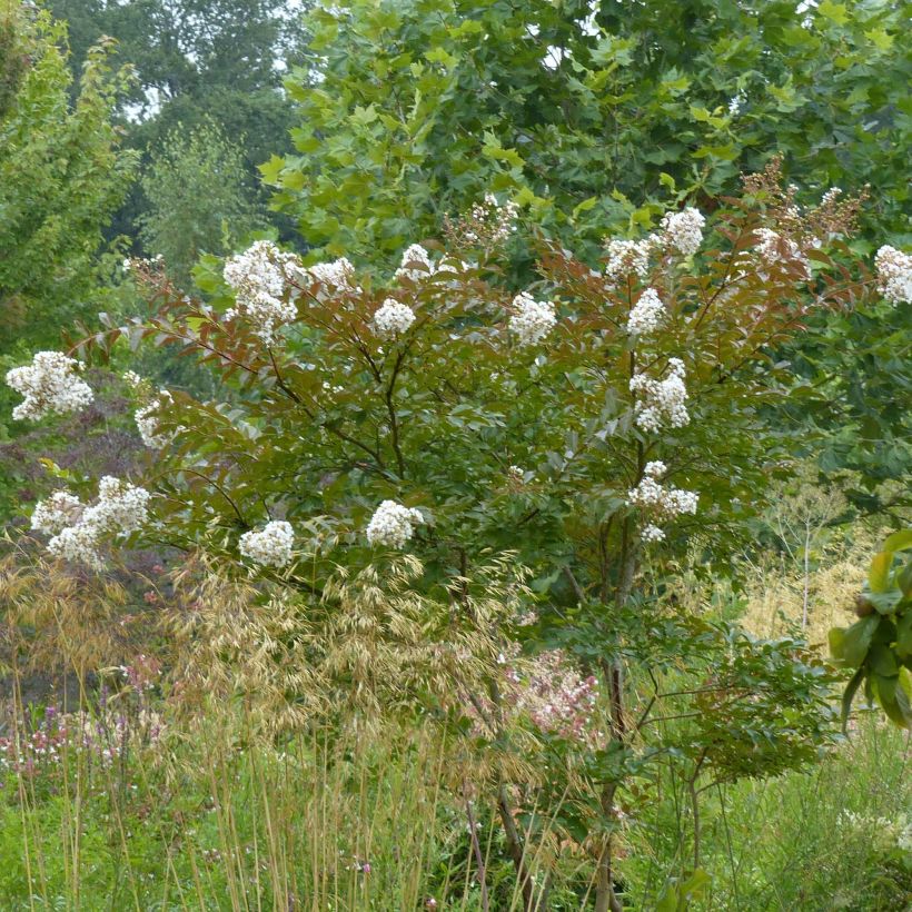 Lagerstroemia indica Nivea - Indische sering (Plant habit)