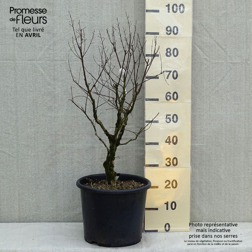 Exemplaar van Lagerstroemia indica Pécharmant - Indische sering Pot van 7,5 l/10 l zoals geleverd in de lente