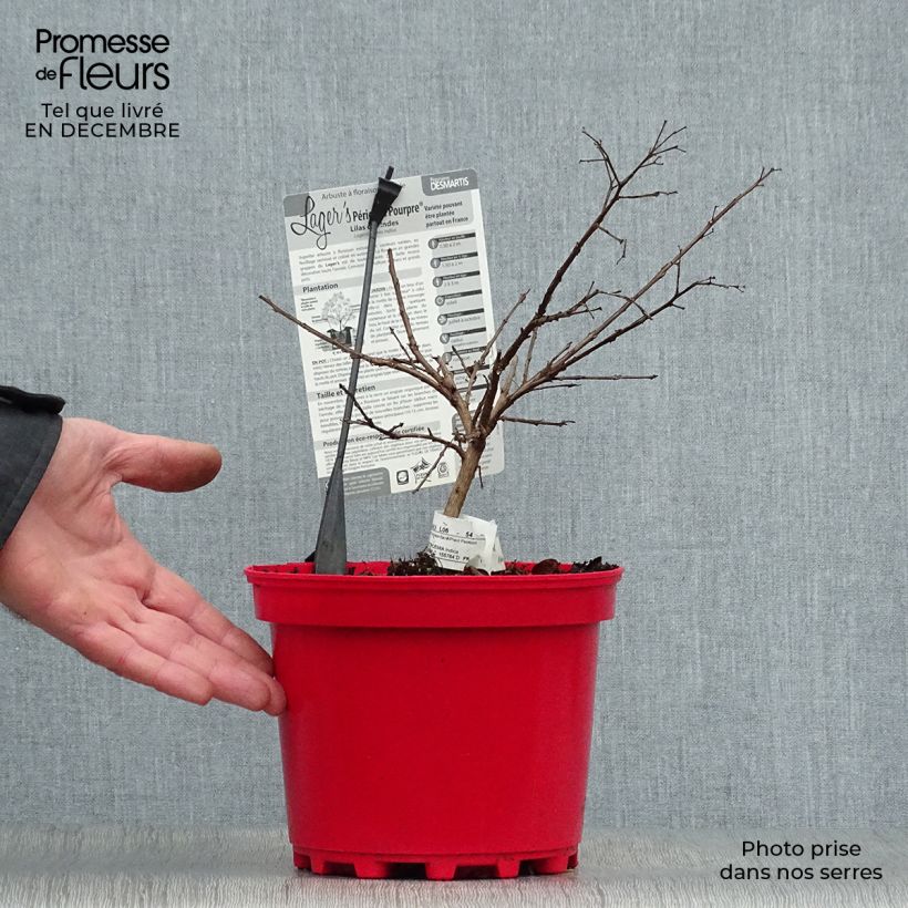 Example of Lagerstroemia indica Périgord Pourpre - Lilas des Indes Pot van 3 l/4 l as you get in hiver